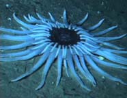 Image of blue deep-sea anemone