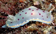 Image of a nudibranch (sea slug)