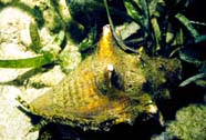 Image of a queen conch