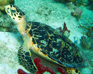 Photograph of a juvenile hawksbill turtle