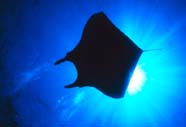 Image of a manta ray