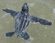 Photograph of a baby leatherback turtle