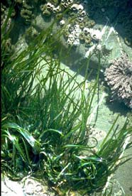 Image of intertidal plants, HI