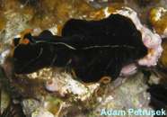 Image of acoelomate flatworm