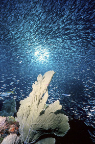 Photograph of schooling reef fish