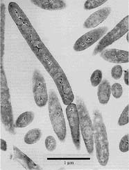 Image of bacteria (bacillus)