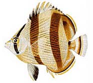 Image of butterflyfish
