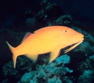 Image of yellow goatfish
