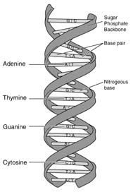 Diagram of base pairs in DNA