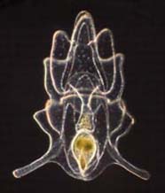 Image of bipinnaria larva
