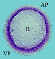 Image of blastula