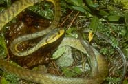 Image of brown tree snake