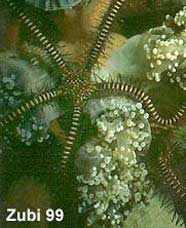 Photo of black brittle star