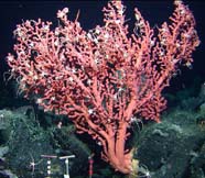 Image of bubblegum coral