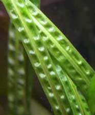 Photo of leaf with bullate appearance