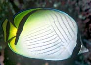 Photo of a butterflyfish