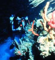 Image of scientist standing in a reef sand channel
