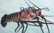 Image of a spiny lobster