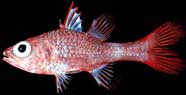 Photo of the cardinalfish