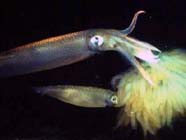 Image of squid with egg mass