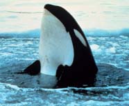 Image of a killer whale