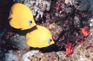 Image of butterfly fishes (Chaetodontidae)