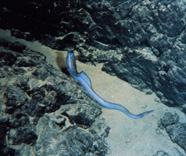 a reef eel in a sand channel