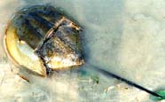 Image of a horseshoe crab