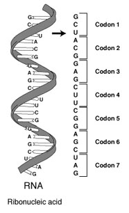 Diagram of RNA codons