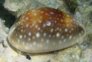 Photograph of a cowry shell