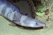 Photo of a conger eel, Conger cinereus