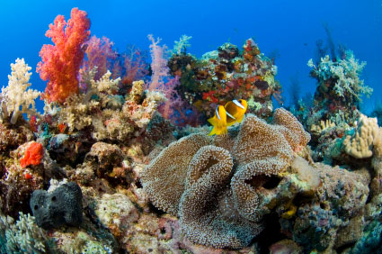 coral_reef.jpg