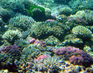 Photograph of a coral reef