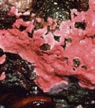 Image of coralline algae