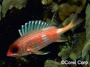 Image of a squirrelfish