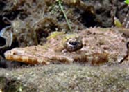 Close up photo of Crocodilefish (Papilluliceps longiceps)