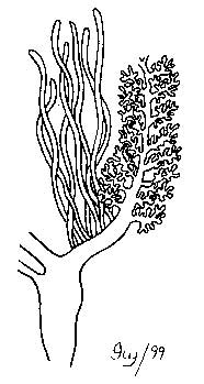 Illustration of Cuvierian tubules