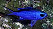 Photo of blue chromis