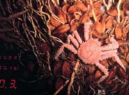 Image of spider crab