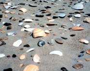 Image of detritus (broken shells) on beach