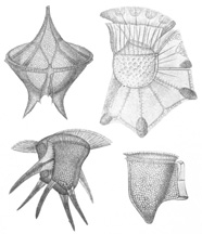 Illustration of dinoflagellates