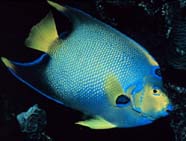 Image of a queen angelfish