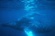 Photograph of humpback whales
