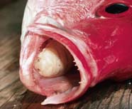 Image of ectoparasite in fish
