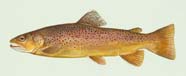 Image of trout