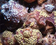 Image of encrusting tunicate colony