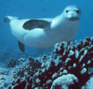 Photograph of a Hawaiian monk seal