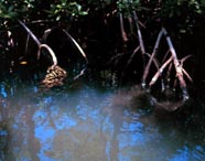 Image of mangrove roots