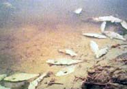 Image of fish kill resulting from eutrophic conditions