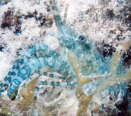 Photograph of an aquamarine shrimp